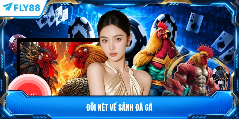 Đôi nét về sảnh đá gà